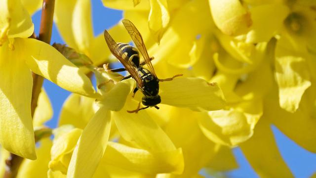Insekten: Weniger Wespen erwartet - Experte gibt Tipps