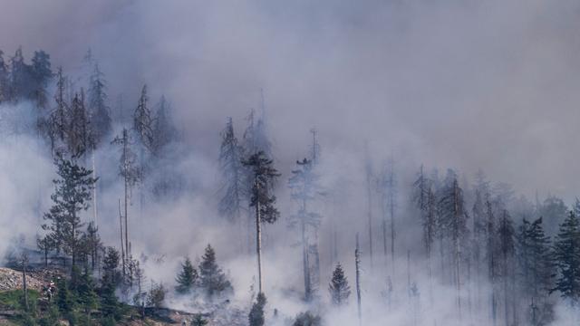 Hohe Brandgefahr: Wie man sich bei einem Waldbrand verhalten soll