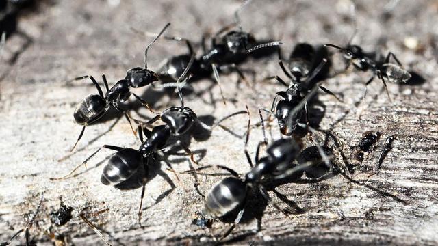 Tiere: Invasive Ameise breitet sich in Bayern aus