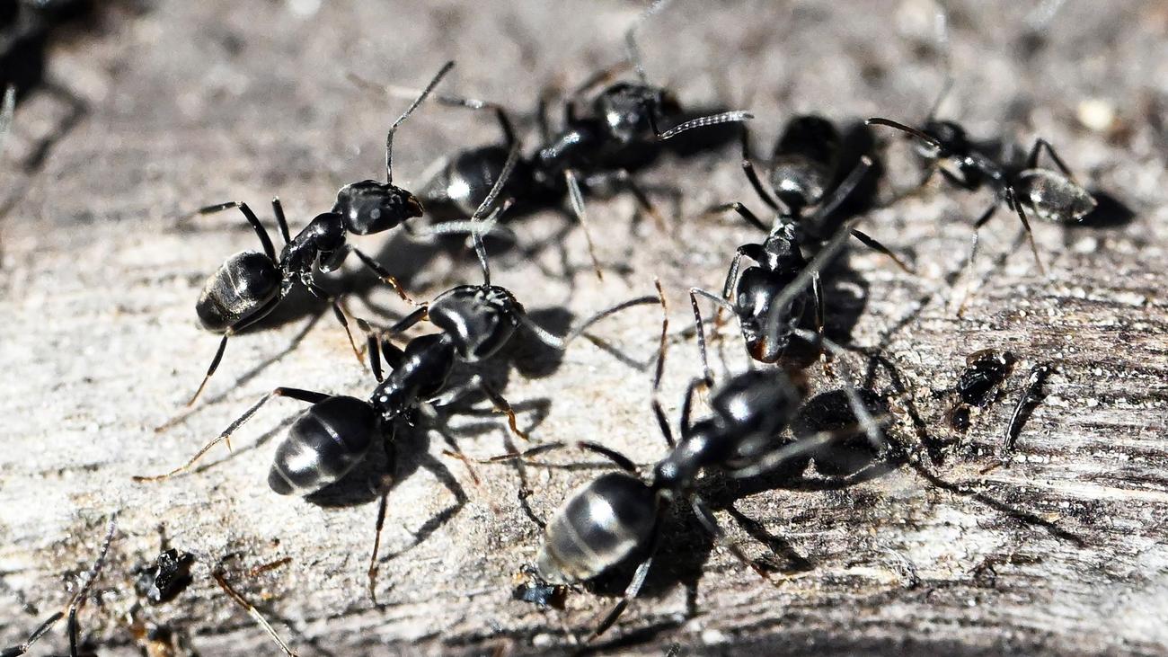 Tiere: Invasive Ameise breitet sich in Bayern aus