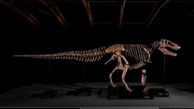 Teure Knochen: Rekord: T-Rex-Skelett für 50 Millionen Dollar versteigert