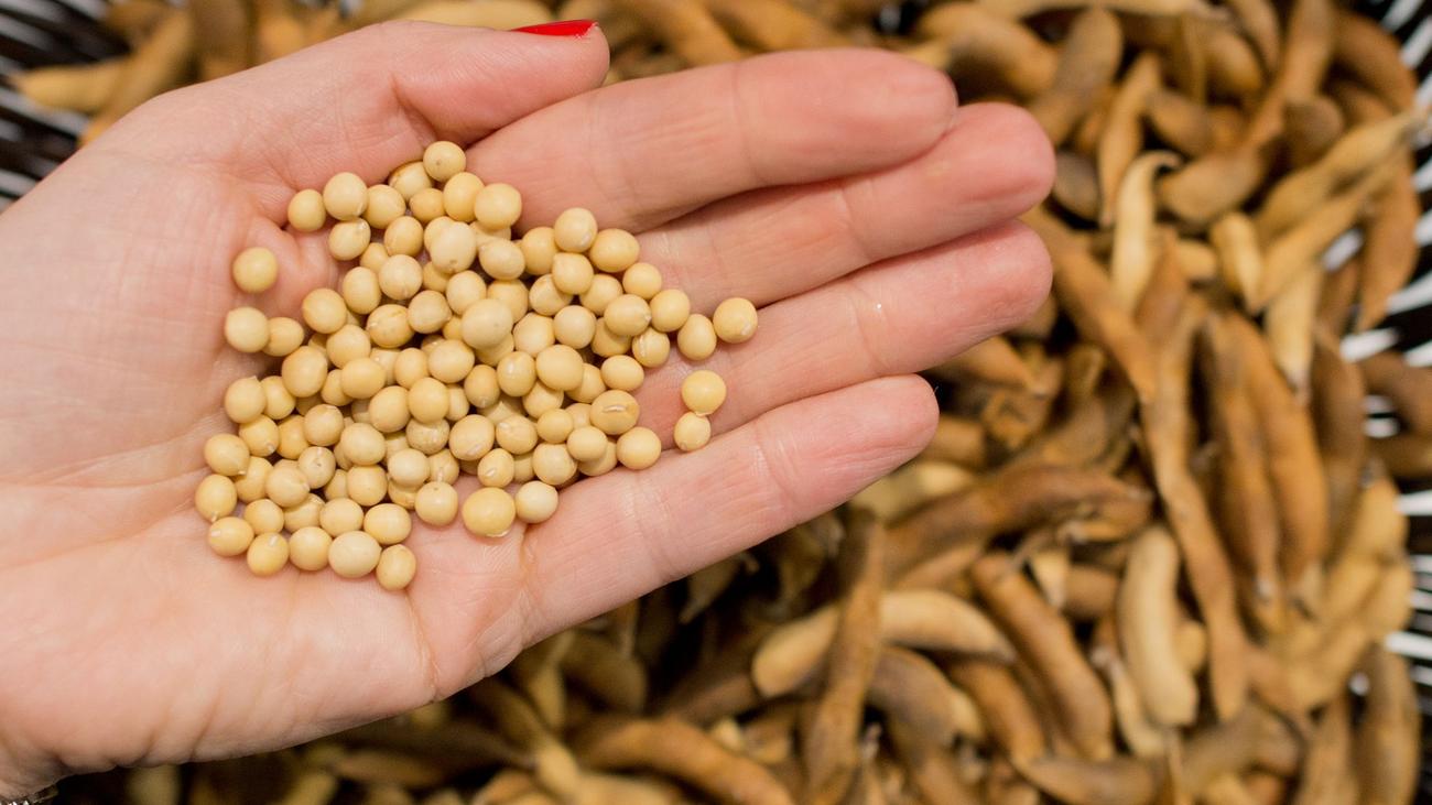 Landwirte setzen auf Soja: Warum der Klimawandel den Sojaanbau in Sachsen stärkt