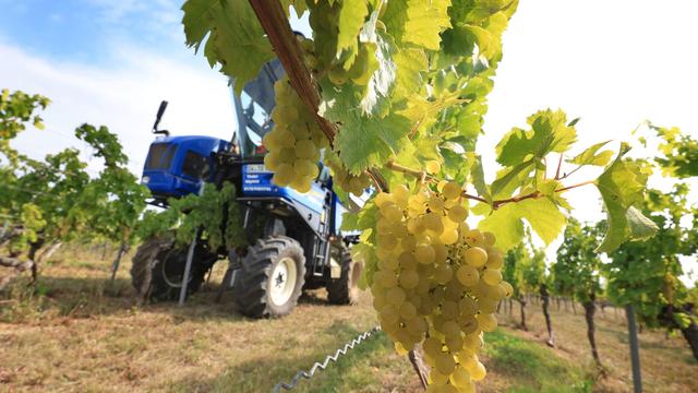 Weinbau unter Druck: Winzer in der Krise - Mehr Geld für Steillagen