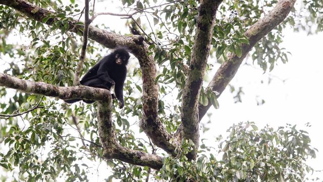 Tiere: Neue Affenart im Kongo entdeckt