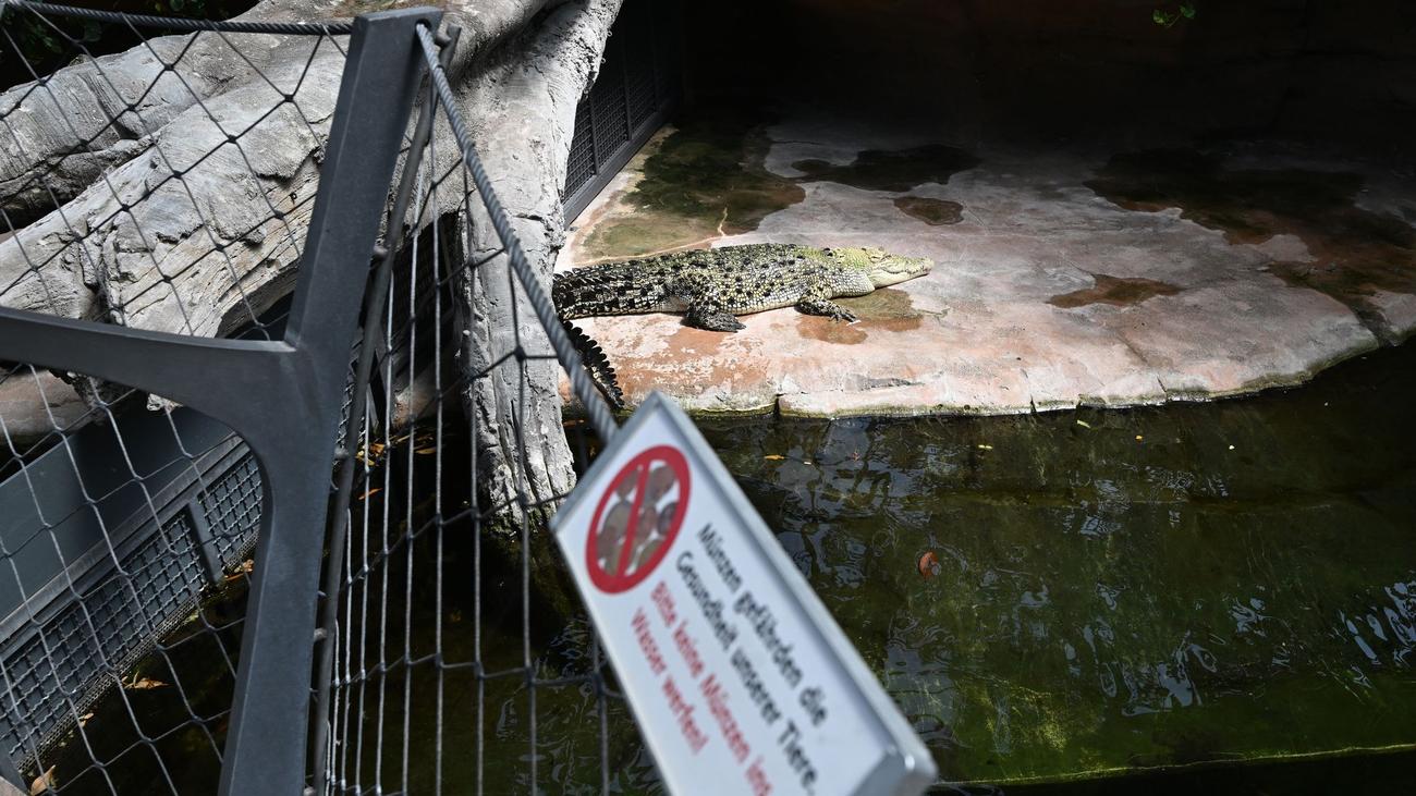 Plastikmüll im Zoo: So will die Wilhelma Krokodile vor Plastikmüll schützen