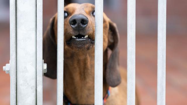Tiere: Bissige Hunde: Behörden registrieren 613 Vorfälle