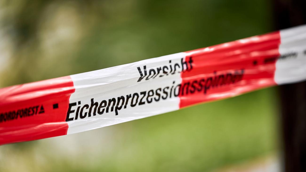Gesundheitsgefahren: Eichenprozessionsspinner: Mehr Unterstützung für Bezirke