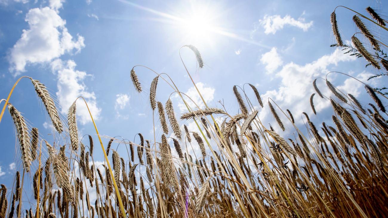 Erntezeit: Frühe Ernte - Hitze verändert Weizenertrag