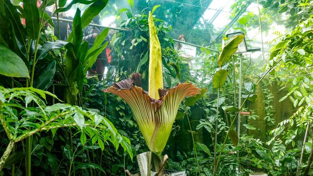 Riesenblüte: Knolle von seltener Titanwurz gestohlen