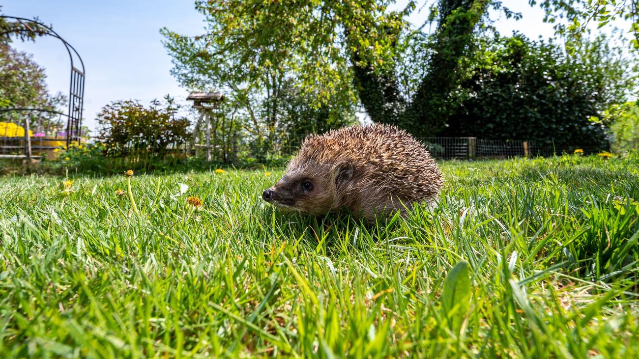 Tierschutz: Mähroboter verletzen Igel - auch Handel startet Aufklärung