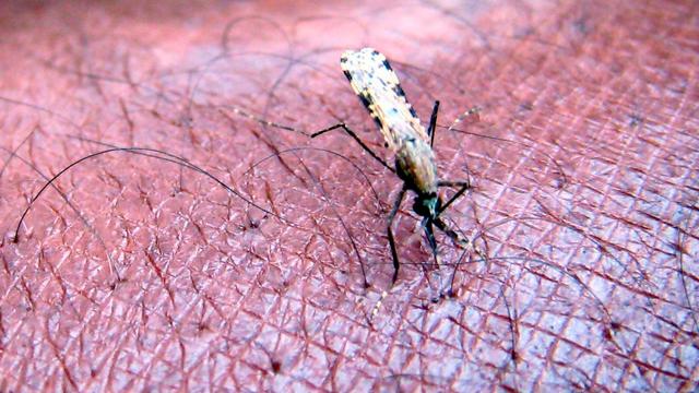 Tropenkrankheit: Malaria am Flughafen: Vier Mitarbeiter infiziert