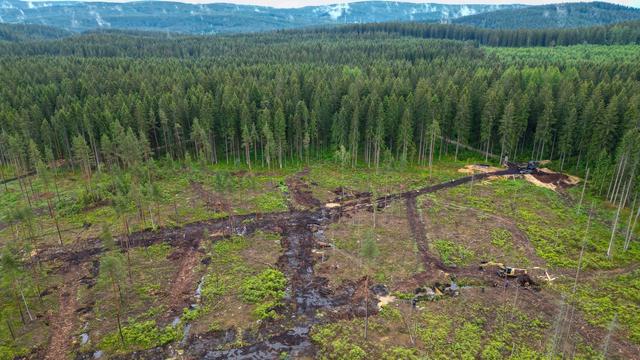 Naturschutz: Neuer Index: Sachsens Natur verliert Schutzfunktion