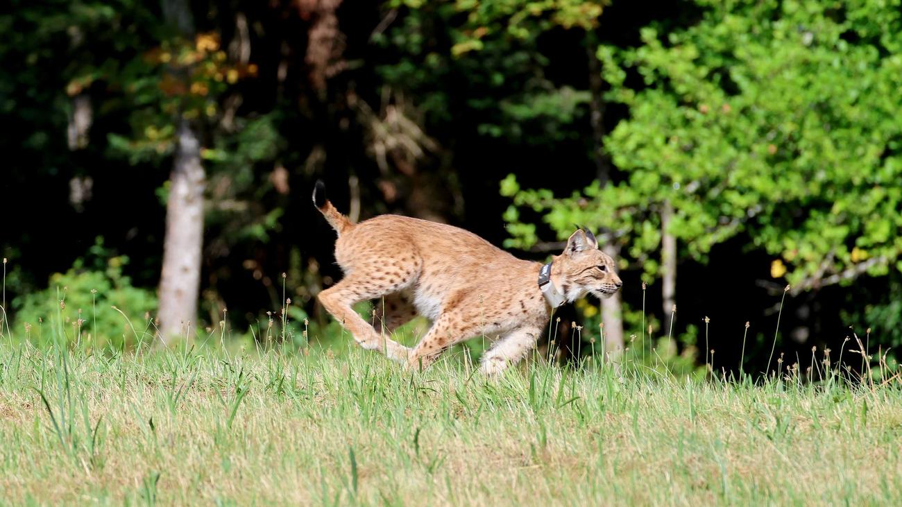 Tiere: So heißt die neue Luchskatze im Schwarzwald