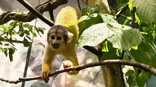 Hamburger Zoo: Totenkopfaffen ziehen bei Hagenbecks Tierpark ein