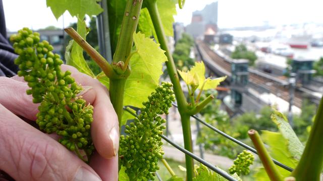 Sommerserie Menschen im Hafen: Weinberg mit Blick auf Hamburger Hafen - Exklusive Tropfen