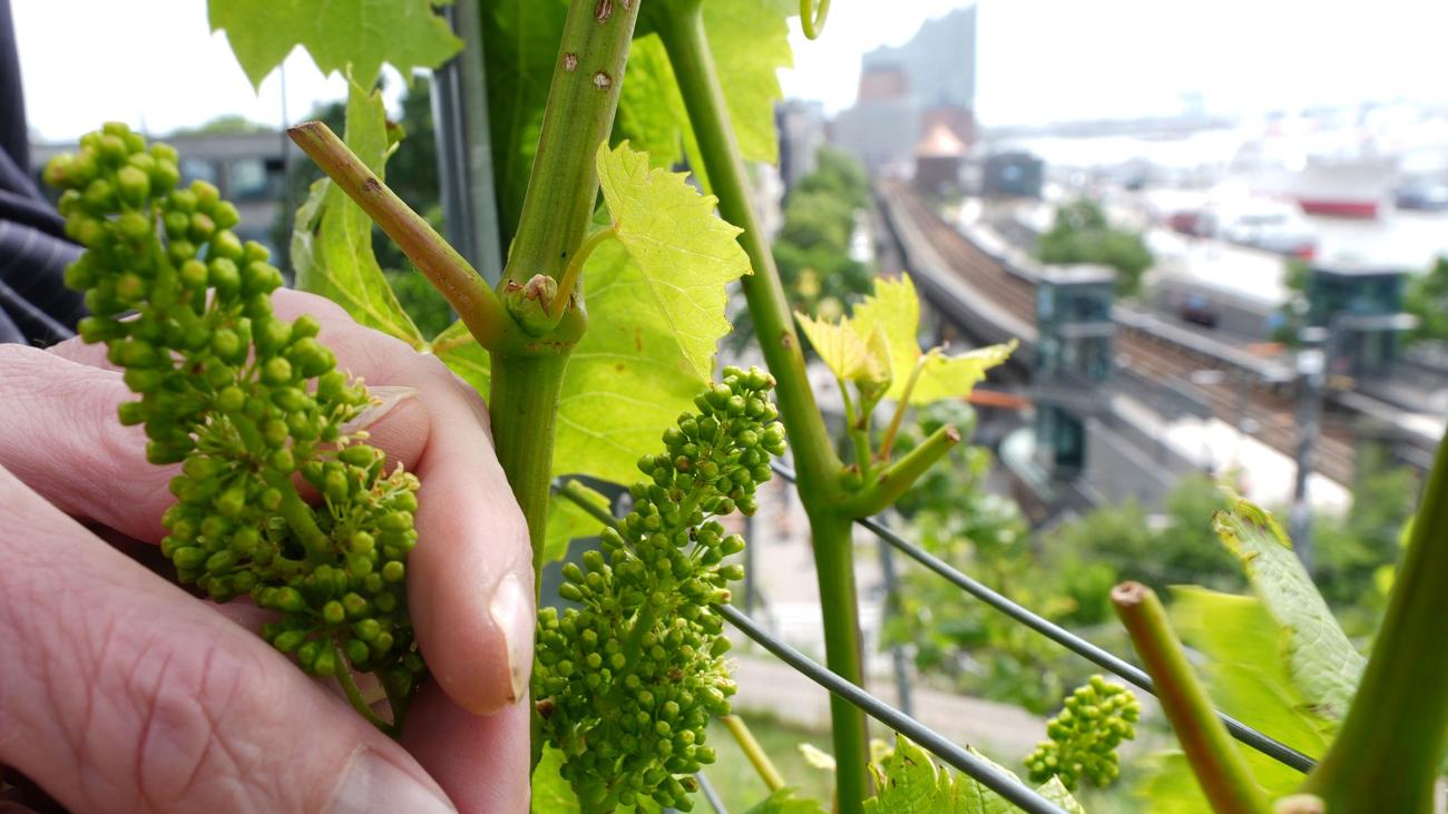 Sommerserie Menschen im Hafen: Weinberg mit Blick auf Hamburger Hafen - Exklusive Tropfen