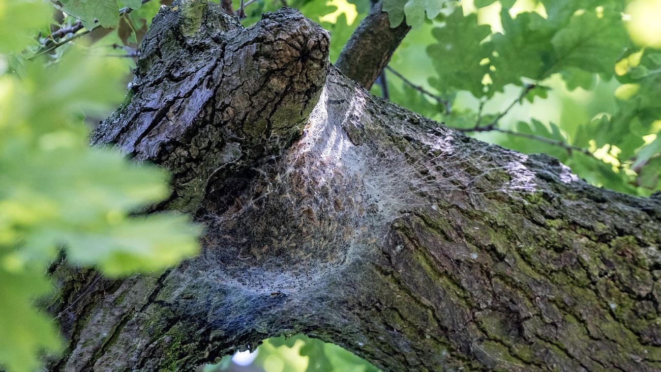 Insekten: Eichenprozessionsspinner in Thüringen weit verbreitet