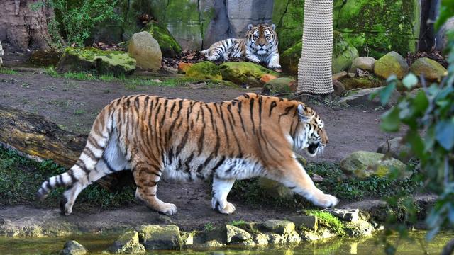 Tiere: Grüne fordern Verbot für Tiger und Co. in Privathand