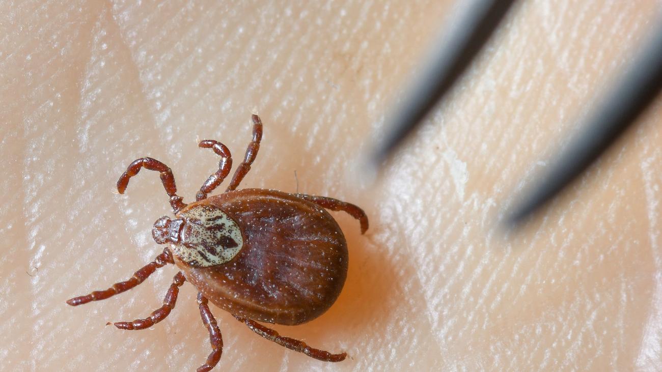 Zecken: Weniger Zecken-Erkrankungen in Sachsen-Anhalt gemeldet
