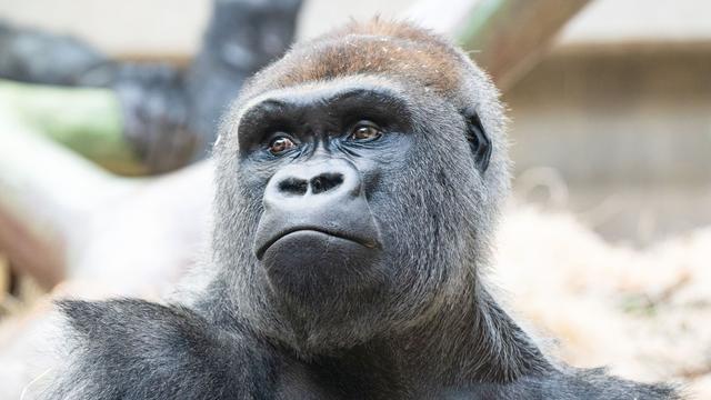 Aggressiver Silberrücken: Zwei Gorillas totgebissen - was ist los im Zoo Basel?
