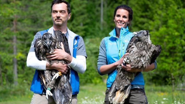 Geier im Flug: Bartgeier Zierli fliegt auch - Alosa findet nach Hause