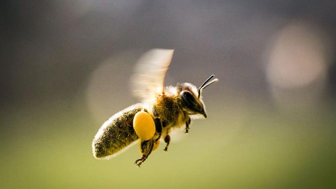Unfall: Bienenstich mit Folgen - doch der Lkw-Fahrer hatte noch Glück im Unglück. (Symbolbild)