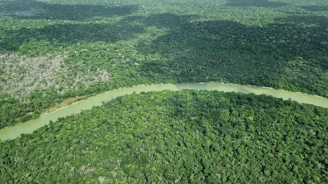 Umwelt: Amazonas: So wenig Waldbrände wie seit 40 Jahren nicht