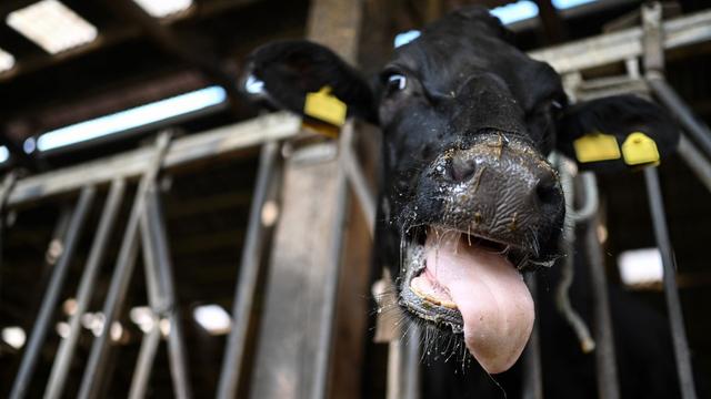 Tierseuche: Blauzungenkrankheit: Neue Sperrzone in Niedersachsen