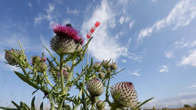 Wetterbericht: Doch nicht Sonne satt? Wann es ein bisschen regnen könnte