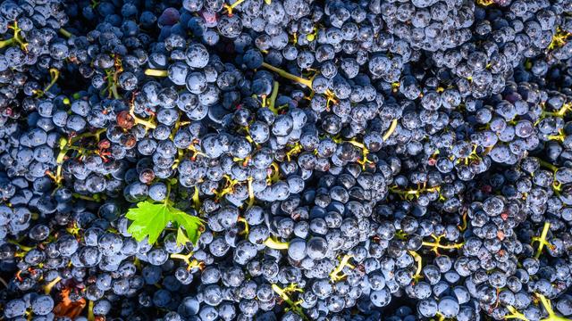 Weinmarkt entlasten: Krisendestillation für Rotwein und Rosé möglich