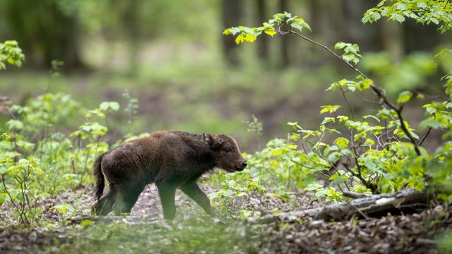 Wisentkälber: Nachwuchs bei Wisentherde in Döberitzer Heide