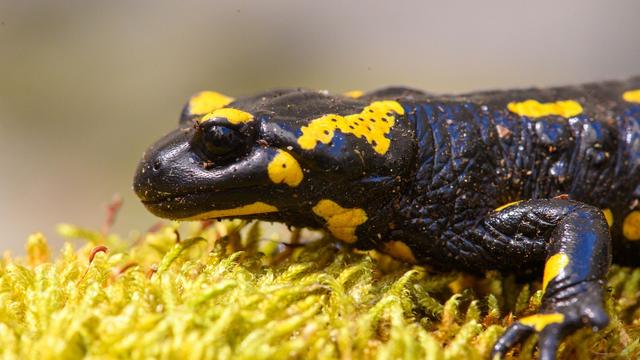 Artenschutz: Naturschützer retten Feuersalamander vor dem Hitze-Tod