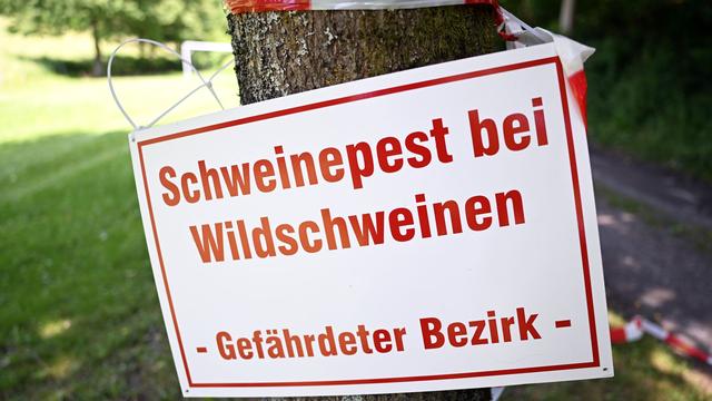 Tierseuche: Schweinepest kostet das Land Millionen - 8.000 Tiere erlegt