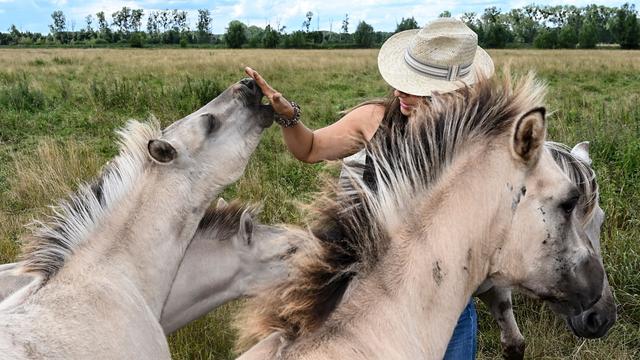 Pferdeherde: «Zähe» Liebenthaler Wildpferde kommen gut durch den Sommer