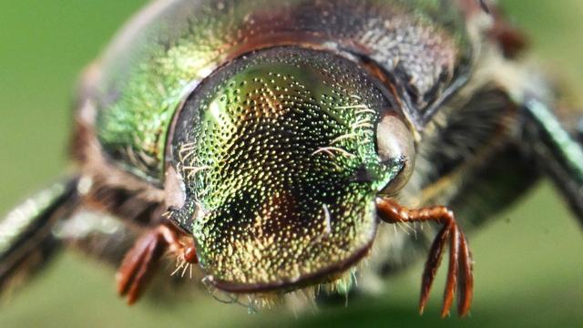 Quarantäneschädling: Behörde warnt vor Japankäfer im Reisegepäck