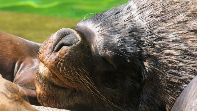 Gehege leer: Infektionsverdacht - Münchner Tierpark schläfert Robben ein