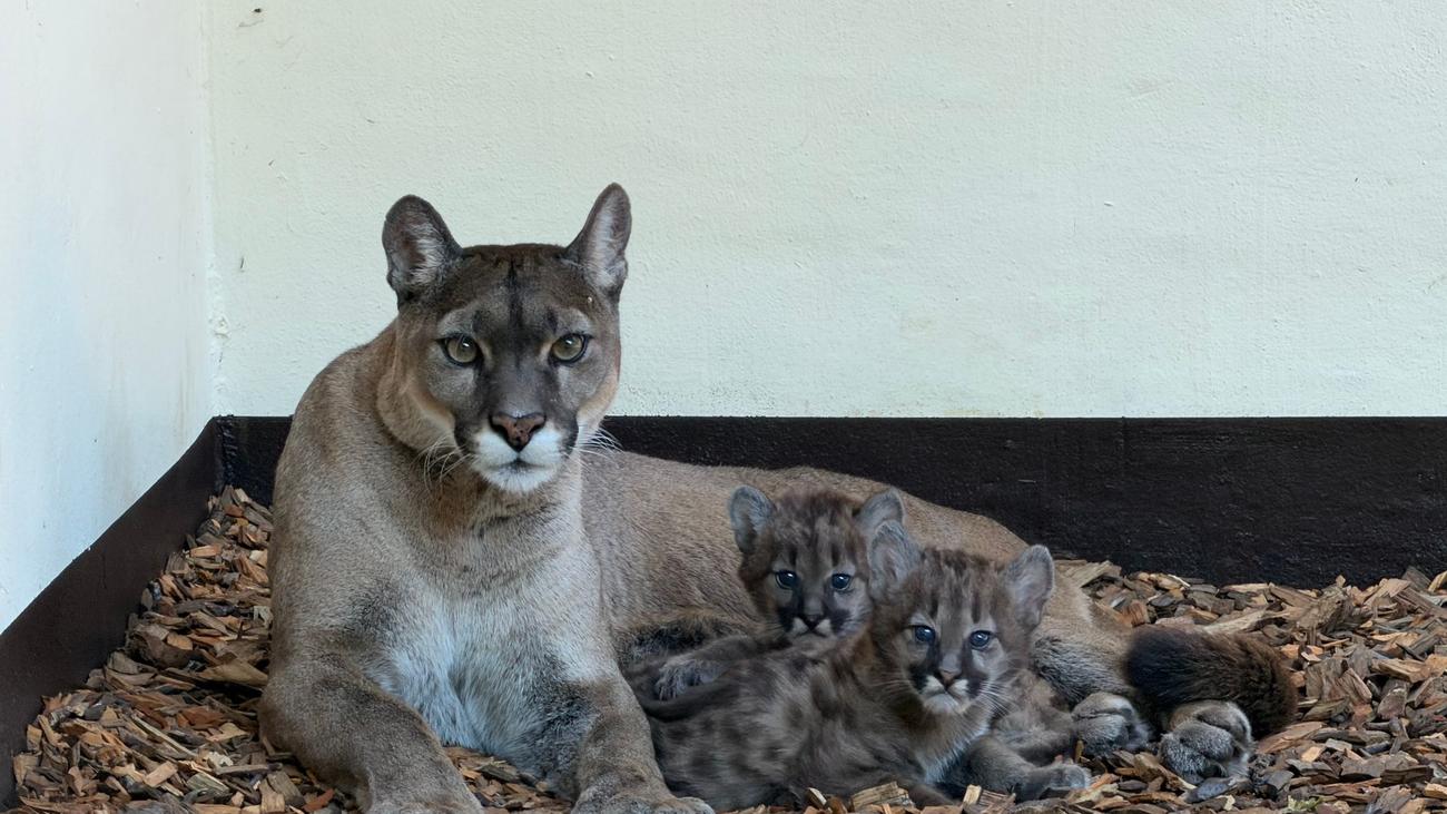 Jungtiere erkunden Außenanlage: Puma-Drillinge im Tierpark Ströhen geboren