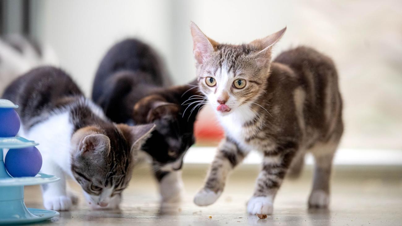 Katzen, Hunde, Schildkröten: Stopp! Warum Tierheime in den Ferien an ihr Limit kommen