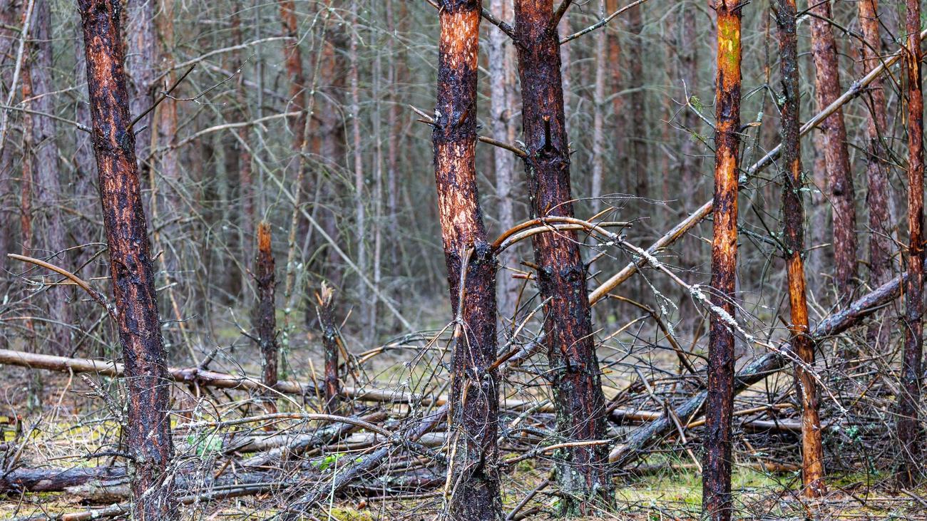 Waldbrand: Brand im Müritz-Nationalpark: Glutnester weiter überwacht