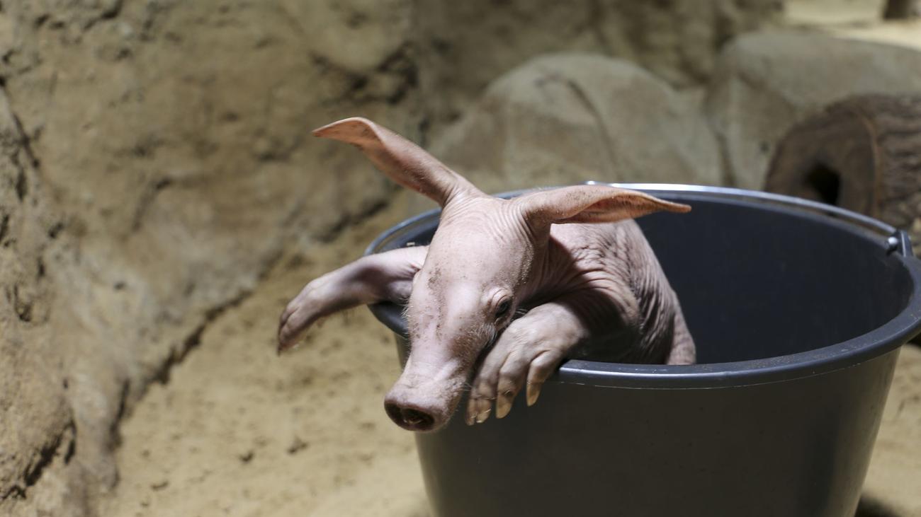 Erneuter Nachwuchs: «Höhlenkobold auf vier Pfoten» - Erdferkel im Zoo geboren