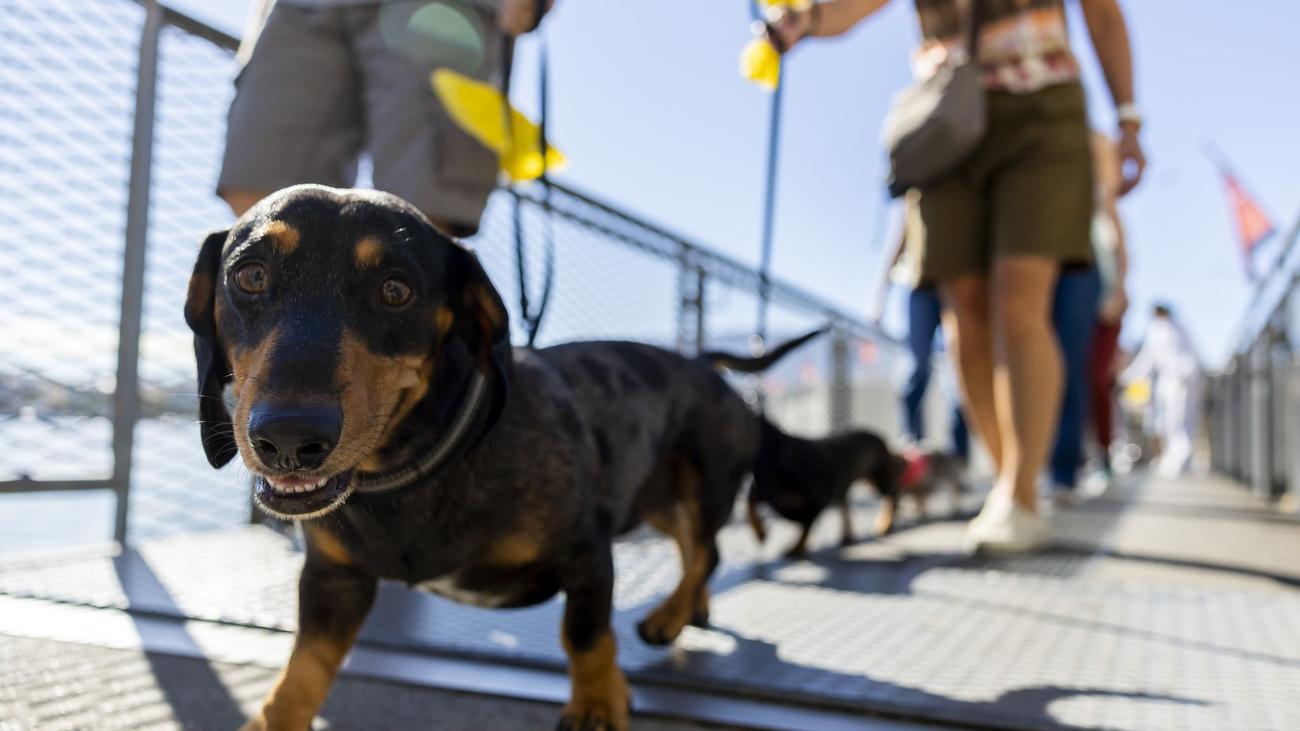 Tierisches: Hundepipi ade: In Chiasso muss mit Wasser nachgespült werden