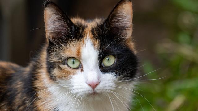 Tierquälerei: Katze mit Hakenkreuz am Ohr – Polizei ermittelt