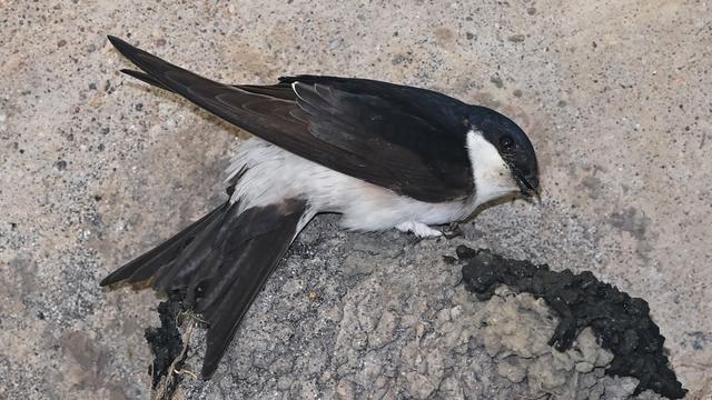 Vögel: Mehlschwalben: Schlechtes Wetter für die Flugkünstler