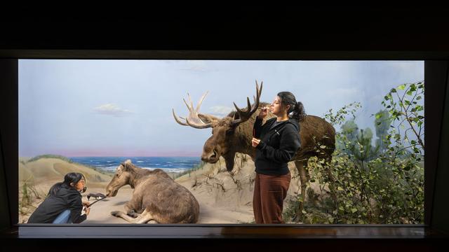 Präparatorinnen im Museum: Mit Pinsel und Feder: Pflege für die Museums-Elche