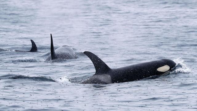 Besonderes Gruppenverhalten: Orcas zerfetzen Mondfische - eine Spielerei?