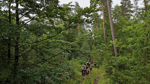 Natur: Trockenheit: Wie sieht es in den Wäldern in Thüringen aus?