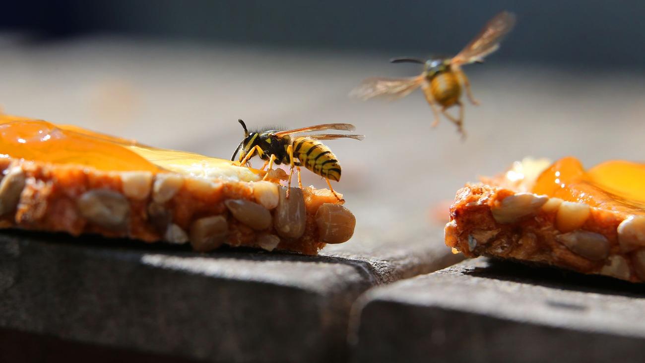 Insekten: Viele Wespen unterwegs - diese Tipps helfen