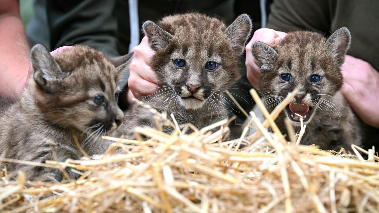 Jungtiere erkunden Außenanlage: Junge Puma-Drillinge sind doch nicht nur Kater