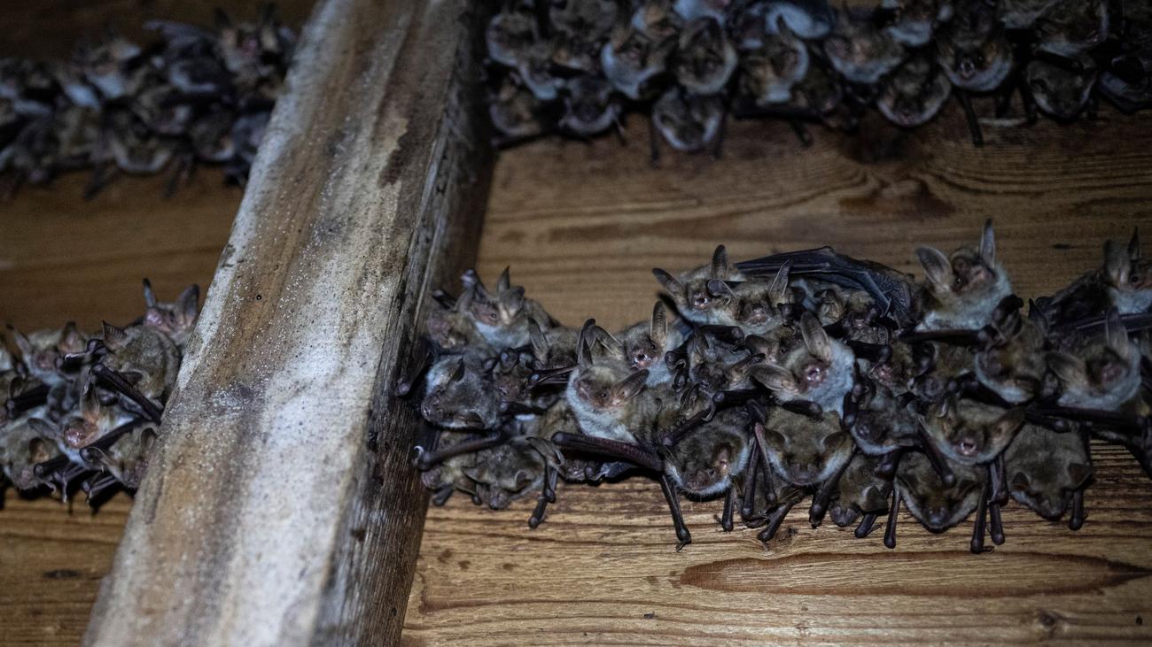 Nächtliche Jagd: Mehr als 1.000 Fledermäuse unter einem Dach