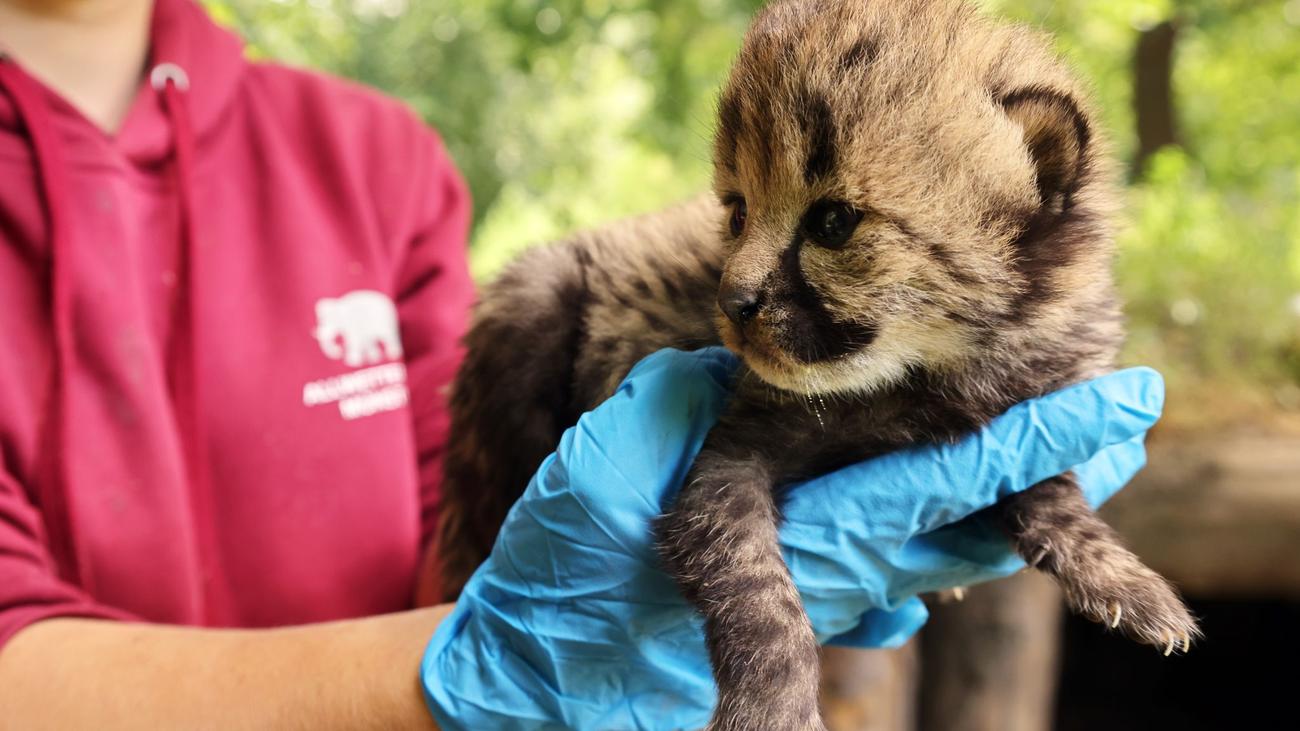 Zoo: Seltene Mehrlingsgeburt: Geparden-Nachwuchs in Münster
